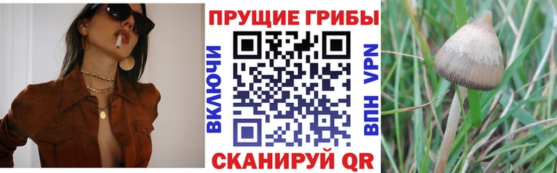 Галлюциногенные грибы Cubensis  OMG зеркало  Электросталь 